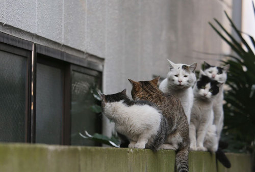 awesome-picz:   Japanese Photographer Documents The Many Faces of Tokyo’s Stray Cats.