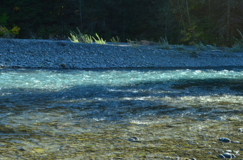 haleywillner: Wholesome Water - Hoh River, WA. Photography by Haley Willner