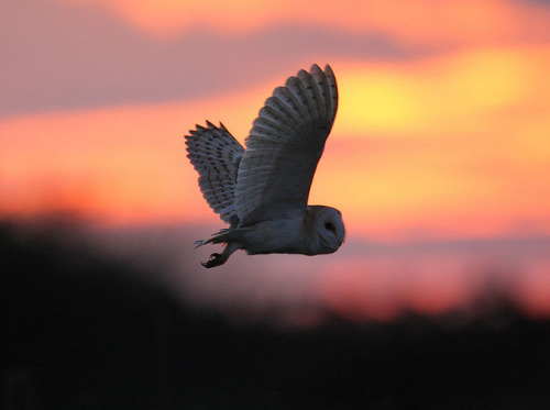 jaws-and-claws: Barn Owl at sunset by mikejrae on Flickr.