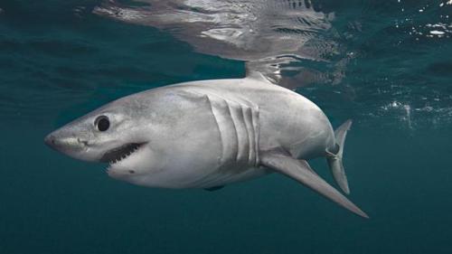 No one is entirely sure how the porbeagle got its name.  Some have suggested that it is a combi