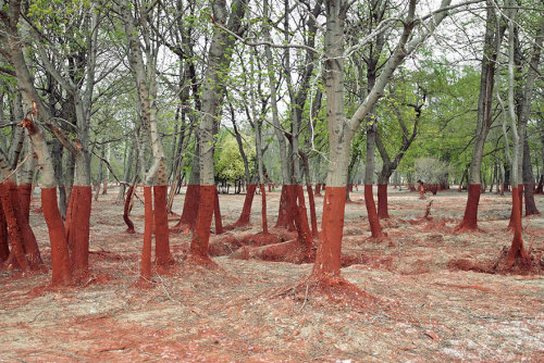 datcatwhatcameback:  jedavu:  10+ Mind-Bending Photos That Seem Fake But Are Actually Real   These images, however, will turn your caution on its head – though all of these images look like they might be fake, each is 100% real!    REAL LIFE GRAPHICAL