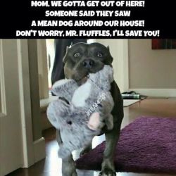 😂😂😂 exactly what my lot would be like!! 😂😂😂😂 #Bullbreeds #bullbreedsofinsta #bullylife #bulldog #bully #americanbully #funny #instafun #pitbulladvocate #endbsl #bslsucks #dogsofinstagram #instadog #ItsRayningPits #RaynesHouse by leah__hanna