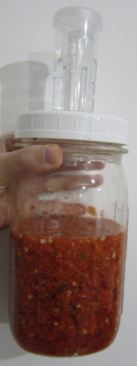 Fermentation Experiment - Habanero and Carrot hot sauce for VV LOOOOVES his hot sauce. His favorites