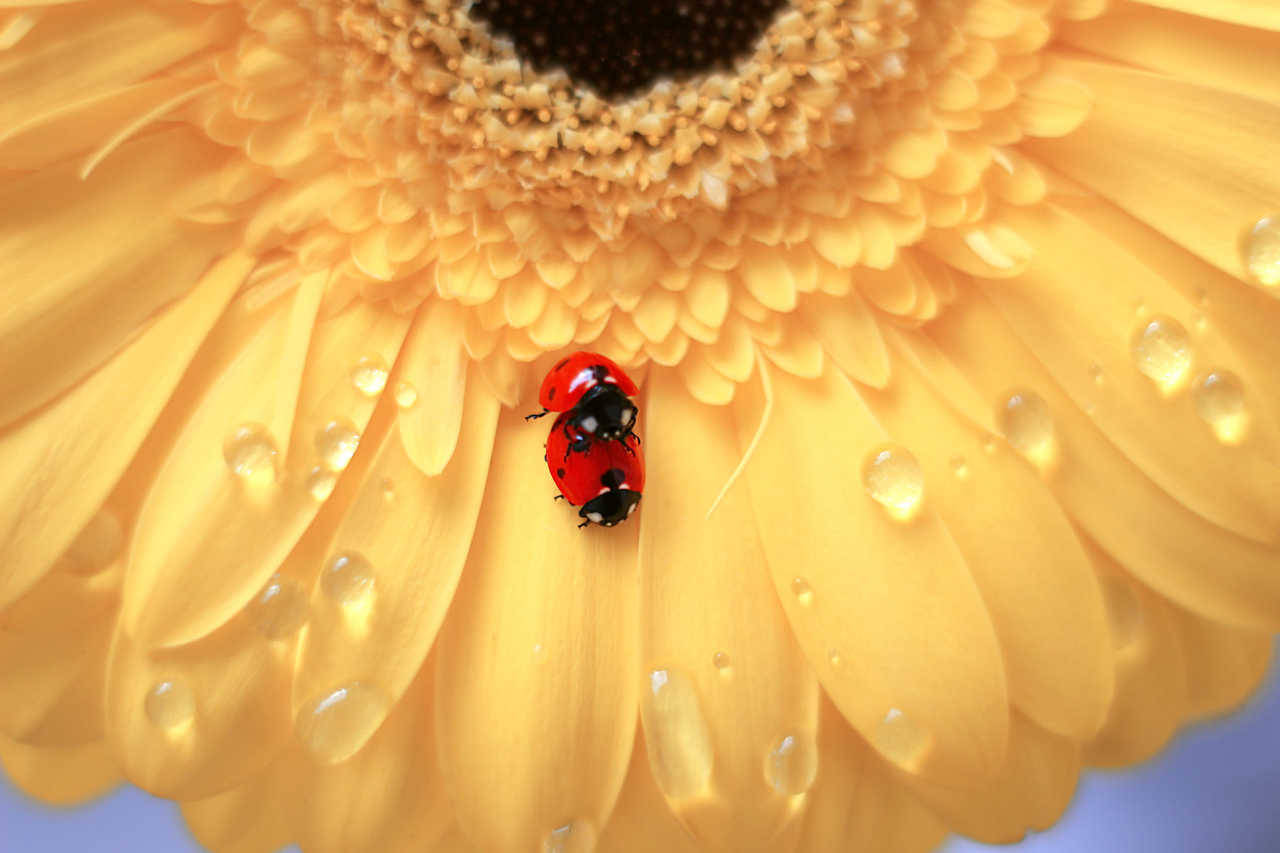 atraversso:   Stellaria &amp; Daisy by Elena Andreeva   