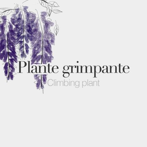 bonjourfrenchwords:Plante grimpante (feminine word) • Climbing plant • /plɑ̃t ɡʁɛ̃.pɑ̃t/ • Drawing: 