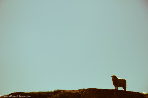 New Zealand Sheep