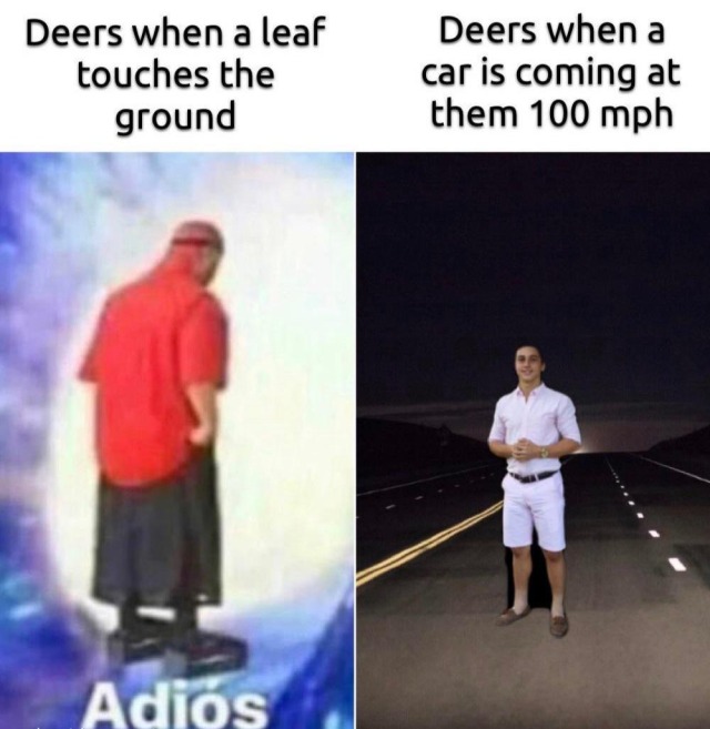 dankmemeuniversity: