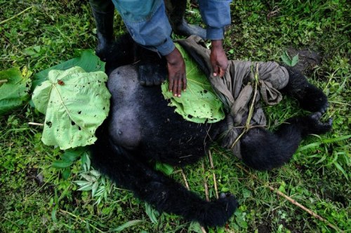 Saving Congo’s Gorillas: A Refuge for Species Under Threat