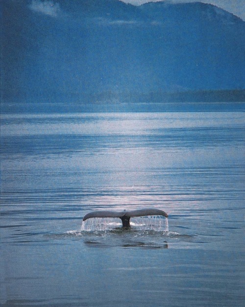 equatorjournal:Amarand Ping, Flukes of a humpback whale, 1981. From “Alaska” by Amarand 