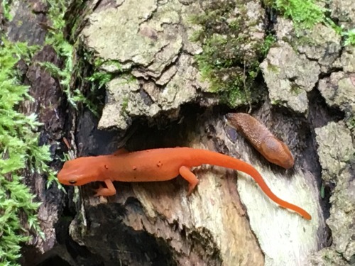 red eft (Eastern newt, in juvenile stage)