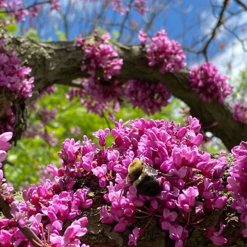 Work it gurl #redbud #fuzzpuff #bee #nature #beautiful www.instagram.com/p/CAXxVZ4MW9W/?igsh