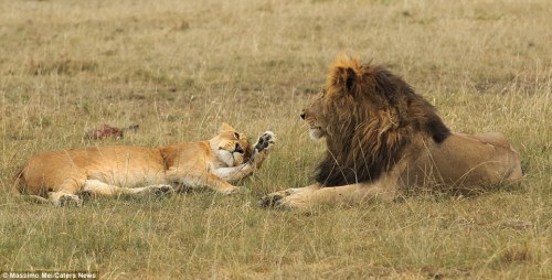 funnywildlife:Lovers & Haters by Massimo MeiBig cats show their human side as they embark on row