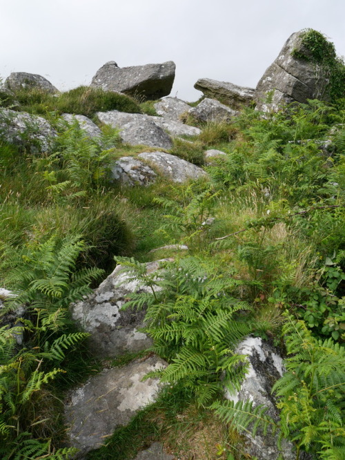 ‘Creigiau Gwineu’ Iron Age Hill fort, Llyn Peninsula, 11.6.17. This hill fort site offers excellent 