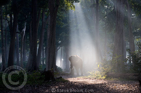 ainawgsd:  The Asian or Asiatic elephant (Elephas maximus) is the only living species