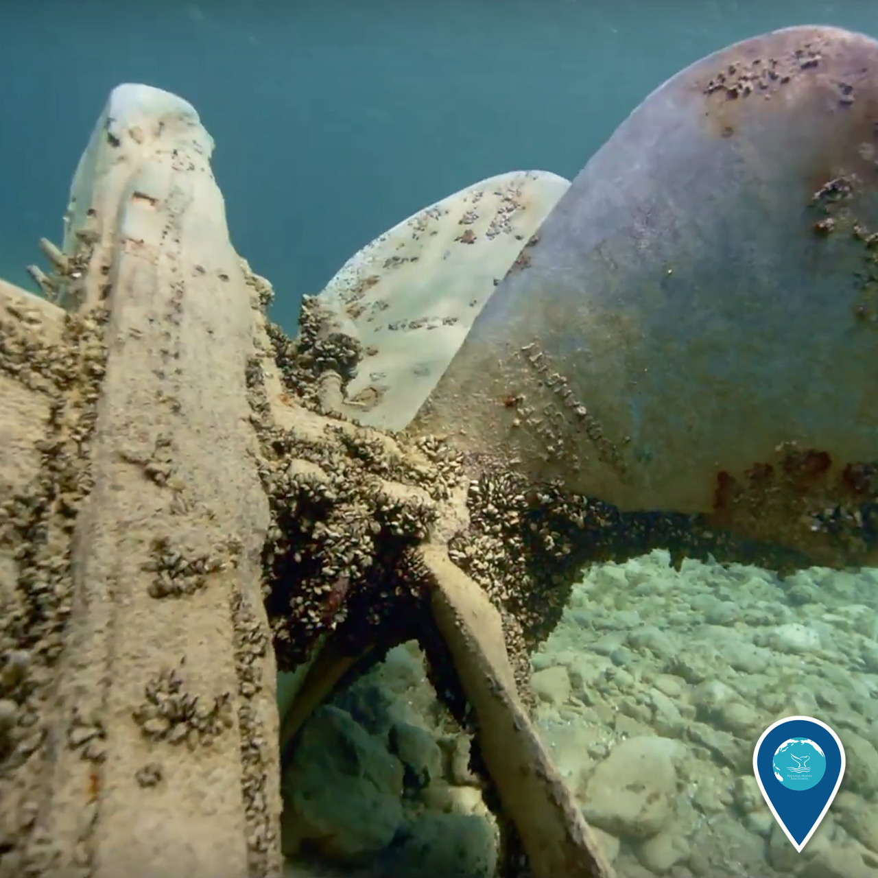 In Thunder Bay National Marine Sanctuary, invasive quagga and zebra mussels pose a threat to both shipwrecks and the local ecosystem. Mussel colonization can deteriorate archaeological resources like shipwrecks; when they coat these resources, too,...