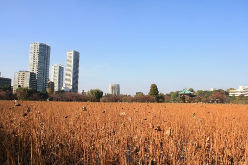 【５０３】二一の日 高校最後 行事にて 上野に於いて 日に愉しみし