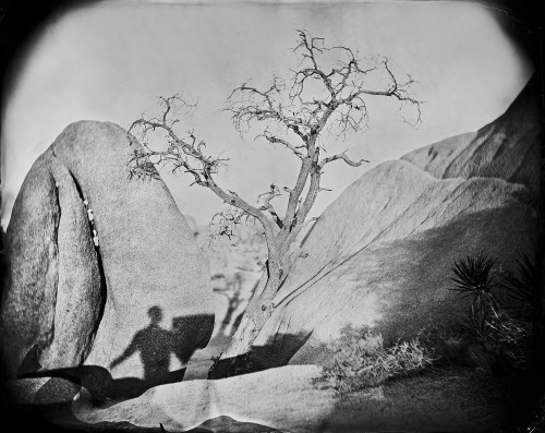 My Favorite Tree at Joshua Tree National Park 1.2014