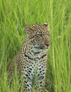 funkysafari:  Leopard, South Luangwa NP Zambia by gmacfadyen