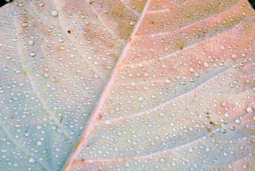 Leaf veins and Water drops
