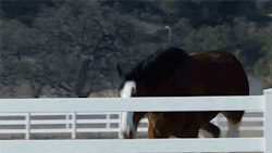 Budweiserclydesdale:meet Rascal, The 2,000 Pound Fence-Jumping Scene Stealer In This
