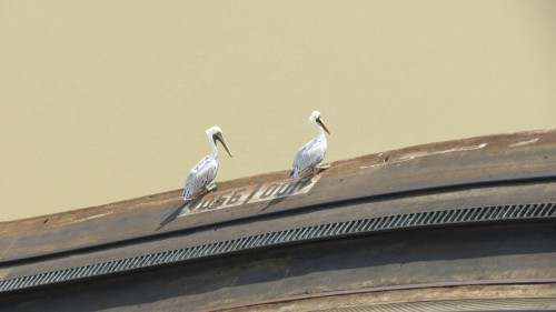 Pelican watching for fishes - Miraflores locks - Panama