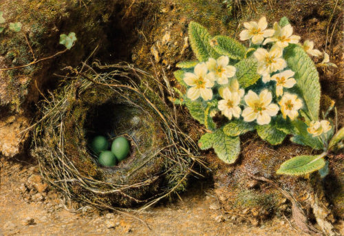 pagewoman:Primroses and Bird’s Nest by William Holman Hunt