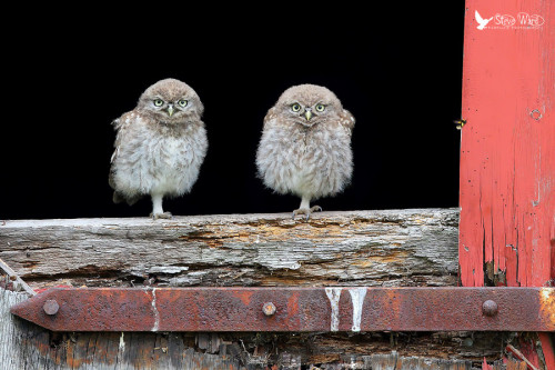 fairy-wren:  Little Owls. Photo by Steven Ward