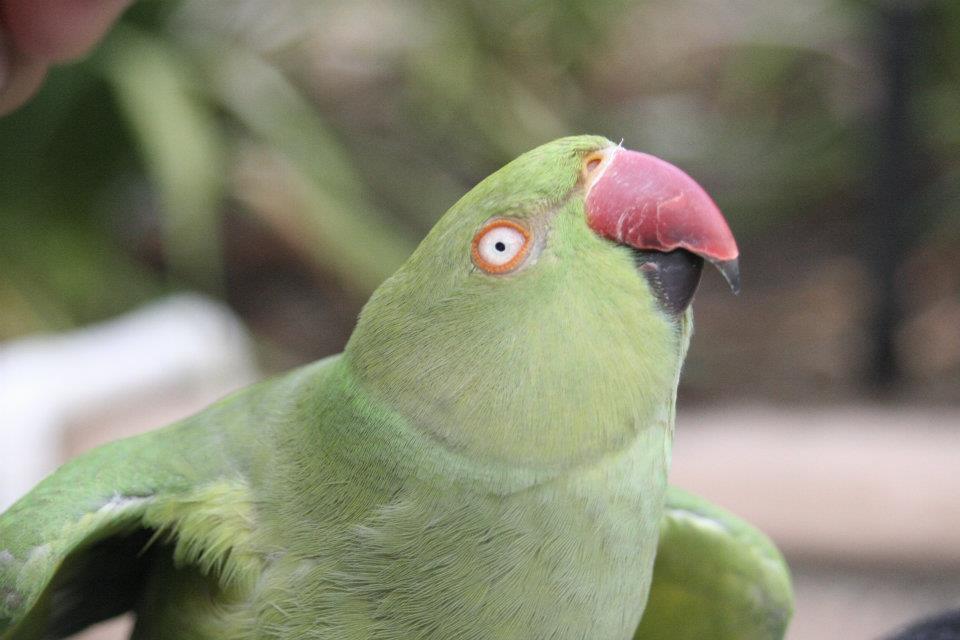 when ringneck parakeets do the  ʘ  v  ʘ