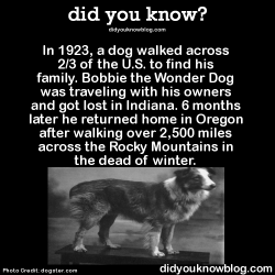 did-you-kno:  In 1923, a dog walked across