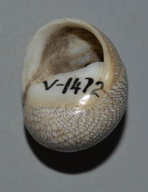 Neritina virginea shell beads (Taíno, 700 – 1000 AD).  Found inVere, Jamaica in 1966.Shell sizes (he