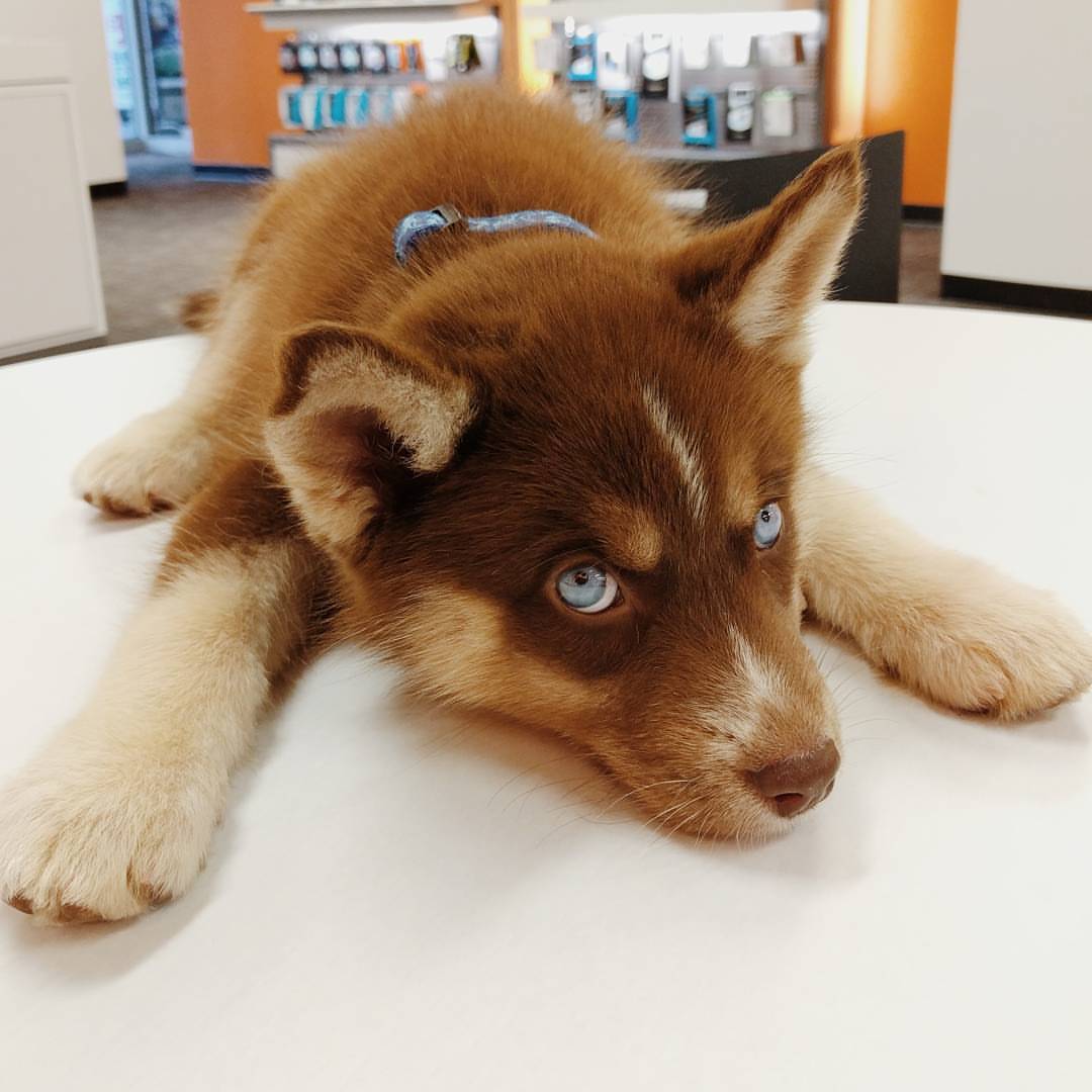 awwww-cute:  An actual teddy bear/wolf thing came into my store today. (Source: http://ift.tt/2c084zx)