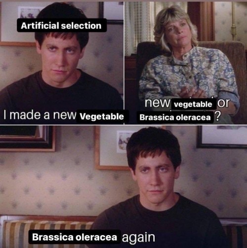 Brassicas Compilation