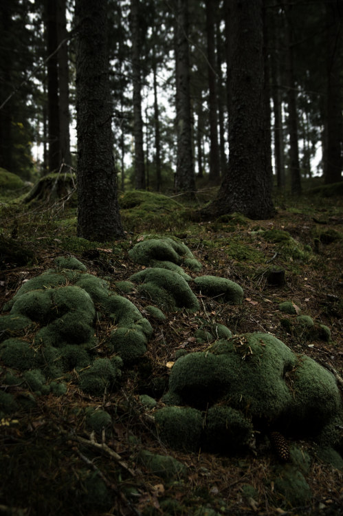 90377: moss on rocks by magnus dovlind