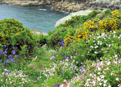 saltyairgardening:  Cliff-top Flowers