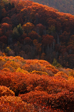 the-forces-of-nature:  Shenandoah: Autumn bloom by Shahid Durrani on Flickr. 