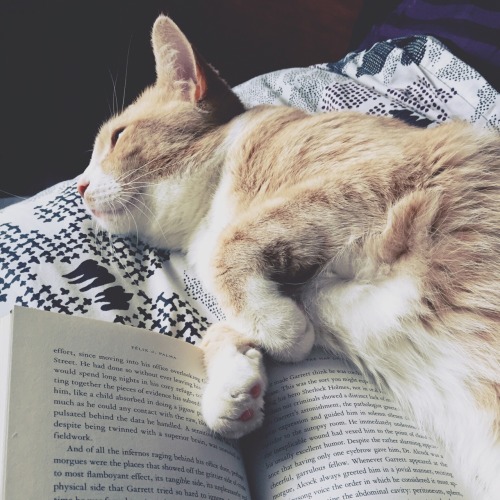 freckles-and-books: I’m trying to read, silly kitty.