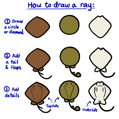 Raypril Day 1: Draw your very own stingray, torpedo ray, or cownose ray!