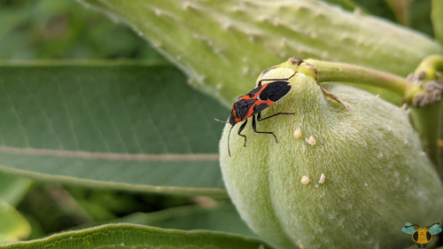 Small Milkweed Bug - Lygaeus kalmiiWith Tuesday’s insect still fresh on our minds (Happy Valentine’s