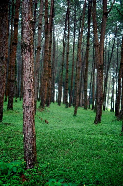 expressions-of-nature:Phetchabun, Thailand by norsez Oh