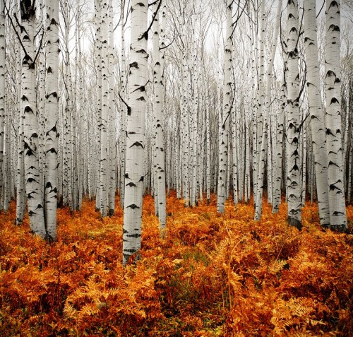 vurtual:Aspen Forest - Colorado, USA (by Chad Galloway)