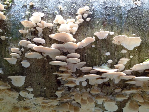 Hectic amount of fungus we stumbled across on our bush walk!