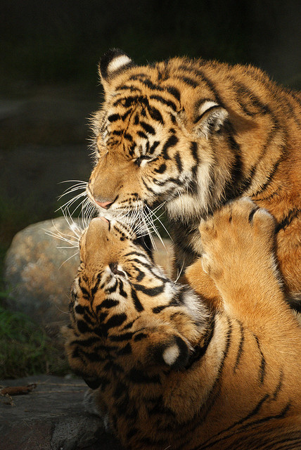 funnywildlife:  Sumatran Tigers Kissing: San Francisco Zoo by dbillian on Flickr.