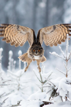 plasmatics:  Eagle Owl by Milan Zygmunt (Website) 