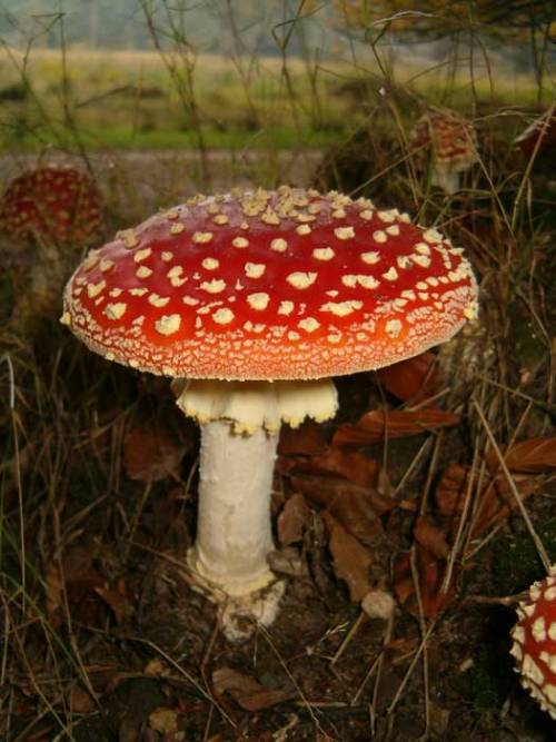 cookpot:  Top left: Gnome Village in red 3Top right: Gnome Village in red 6  Bottom: Gnome Village in red 1 [id: Three photos showing groups of fly agaric mushrooms growing from a forest floor covered in dead leaves and decomposing plant matter. They’re