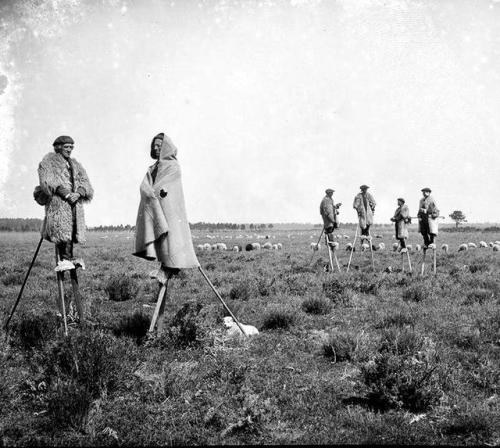 historium:Shepherds in Gascony, France wearing traditional stilts called tchangues (“big legs”) that