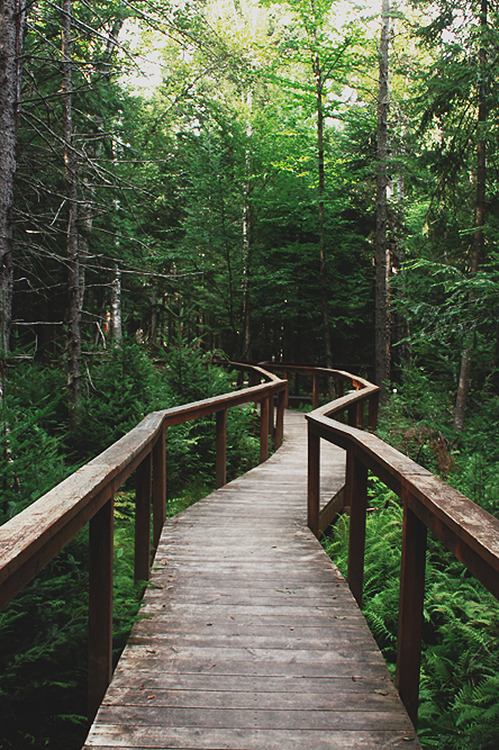 canislupvs:  nostalgia - by: Emily Boyer   