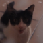 dachonky