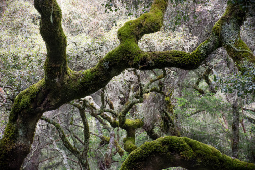 90377: Tanoak Forest by Daniel Apodaca