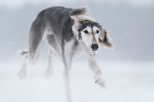 HazelLook at her paws. &lt;3Able to run 70 km/h (43 mph)&lt;And what a winter we have here. SNOW!!! 