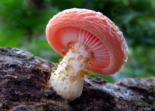 coolthingoftheday:1. Bleeding tooth fungus2. Veiled lady mushroom3. Amethyst deceiver4. Blue fungus5